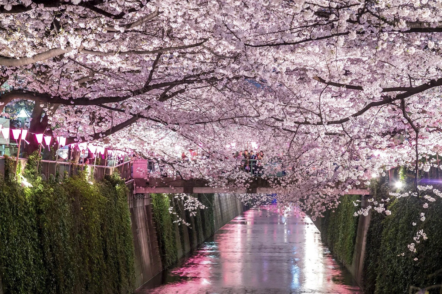 Vườn quốc gia Shinjuku Gyoen